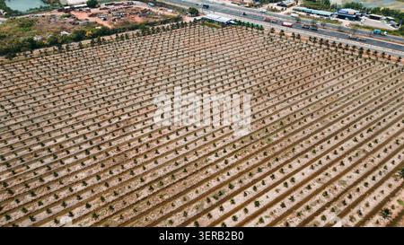 Aerial view of young coconut palm plantation showing ordered agriculture layout Stock Photo