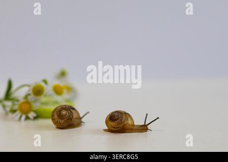 A close-up macro shot of several garden snails crawling on a green leaf next to small wildflowers. A natural wildlife scene showing biodiversity Stock Photo