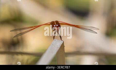 A dead-on, head-first portrait of a male flame skimmer showing off. Foothills Nature Preserve, Santa Clara County, California. Stock Photo