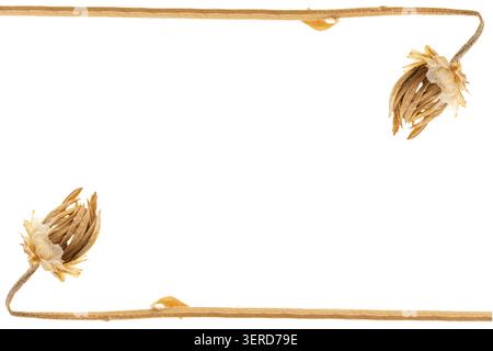 Horizontal flat lay minimalist border frame of dry wild flowers on long stems isolated on clean white copy space background template Stock Photo