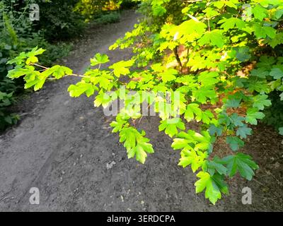 Green sunlit leaves of field maple, latin name Acer campestre Stock Photo