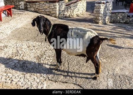 An outdoor horizontal shot of a mature black and white domestic goat standing on a sunny cobblestone courtyard path in a traditional countryside farm Stock Photo