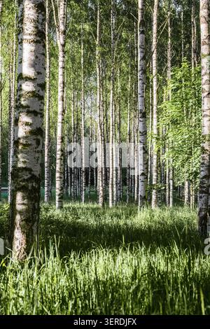 Sunlit birch forest with tall white trunks and lush green grass in peaceful Scandinavian summer woodland landscape Stock Photo