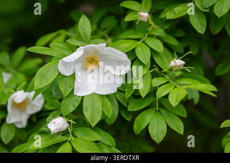 White Rosa rugosa ‘Alba’ flower in full bloom surrounded by vibrant green foliage and unopened buds, captured in soft natural light with. Stock Photo