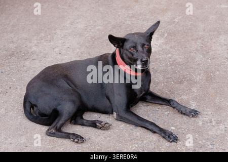 A black Taiwanese mixed-breed dog with a red collar lies relaxed on concrete, gazing alertly to the side with calm brown eyes. Stock Photo