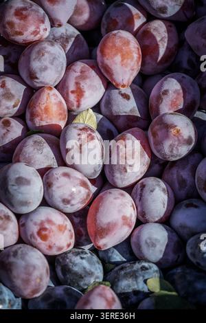 A vibrant close-up of numerous freshly harvested purple and reddish-blue plums, densely packed together. The plums, possibly from Garni, Armenia, exhi Stock Photo