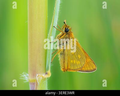 Large Skipper butterfly (Ochlodes sylvanus) roosting on reed stem, Cambridgeshire, England Stock Photo