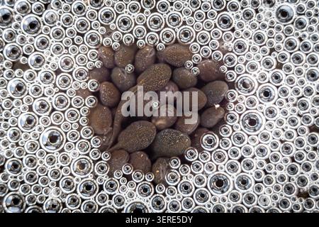 View of a cluster of dark speckled tadpoles surrounded by a dense layer of translucent air bubbles on the water surface in Debrzno, Pomeranian Voivode Stock Photo