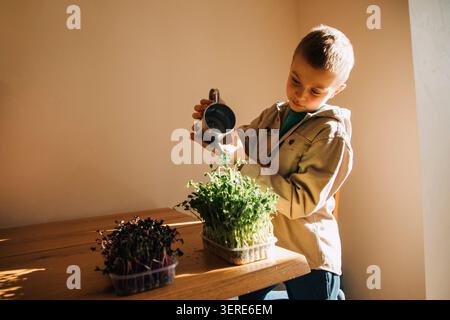 Green microgreen peas in children's hands, grown at home. Healthy food Stock Photo