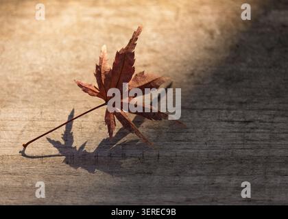 A single dry red maple leaf casting a sharp shadow on a grey textured stone path, Kyoto, Japan Stock Photo
