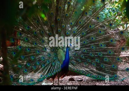 Nature's royal fan- A peacock in full display Stock Photo