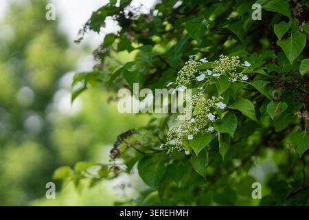 Japanese climbing hydrangea (Hydrangea anomala) displaying delicate white flowers and fresh green foliage, growing naturally in soft summer light. Stock Photo