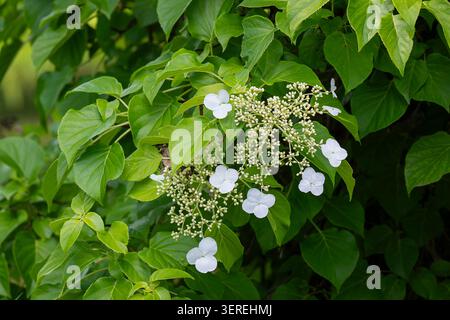 Japanese climbing hydrangea (Hydrangea anomala) displaying delicate white flowers and fresh green foliage, growing naturally in soft summer light. Stock Photo