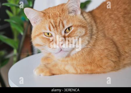 Domestic ginger tabby cat with striped fur and yellow eyes lying on white table Stock Photo