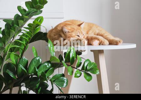 Ginger cat resting on modern side table beside zz plant in an interior space Stock Photo