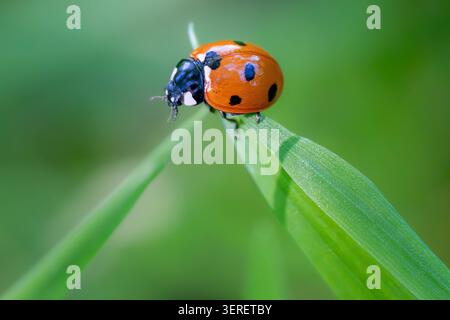 Seven-spot ladybird (Coccinella septempunctata) balanced on the tip of a green grass blade in Beddington Park, London, England. Stock Photo