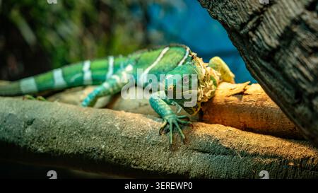 Fijian crested iguana sitting on a tree branch Stock Photo