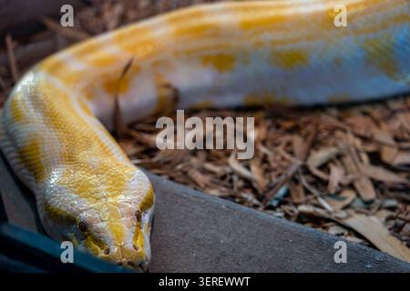 Closeup of the yellow albino Burmese python Stock Photo