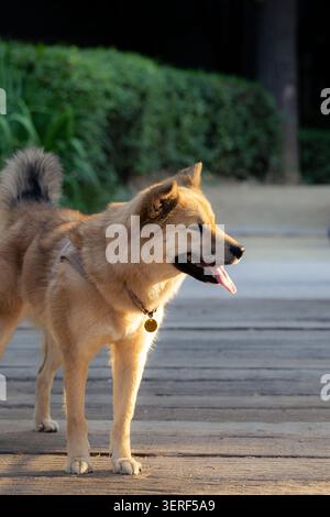 Side profile of a cute dog looking away in the park bathed in warm sunset light Stock Photo