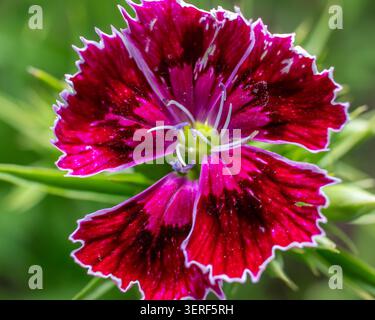 Sweet William flower close up macro texture Stock Photo