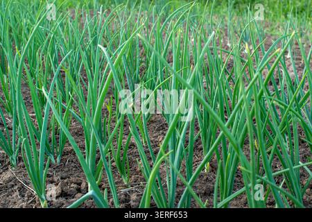 Organic green onion plantation in backyard vegetable garden Stock Photo