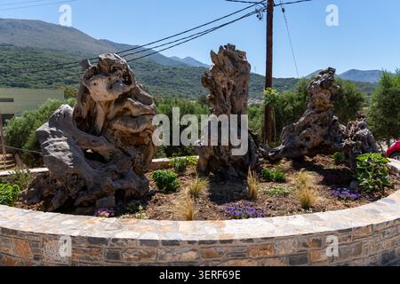 Traditional exterior installation of ancient gnarled wild olive tree trunks, known as Agrielia, arranged in a stone garden bed outside a mill facility Stock Photo