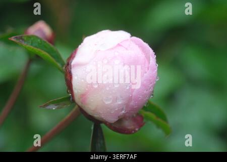 Peony flower bud about to open in the summer rain in UK June 2026 Stock Photo