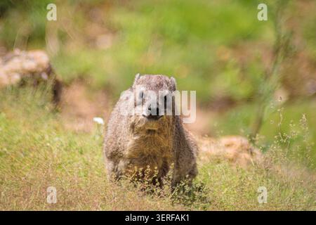 Rock hyrax (Procavia capensis) AKA Awawa, dassie, Rickaz, Cape hyrax, rock rabbit, or coney Stock Photo