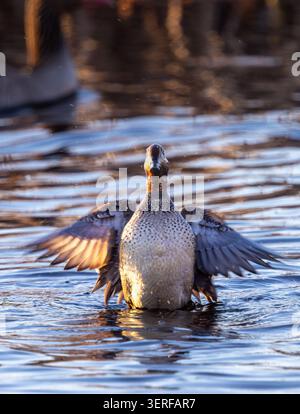 Eurasian green-winged teal male bathing Stock Photo
