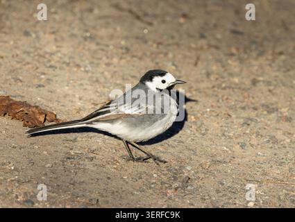 White wagtail walking on ground Stock Photo