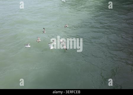 A group of birds hovers over calm water, looking for fish. The scene takes place near the coast on a bright day. The water has a clear greenish hue. Stock Photo