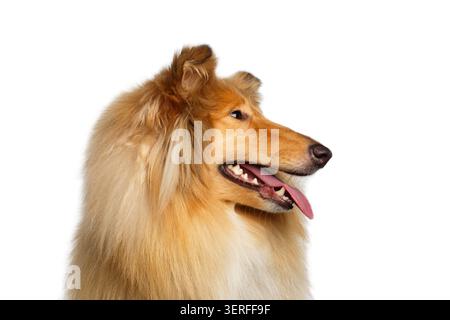 Closeup Portrait of Collie Dog in Profile on Isolated White Background Stock Photo