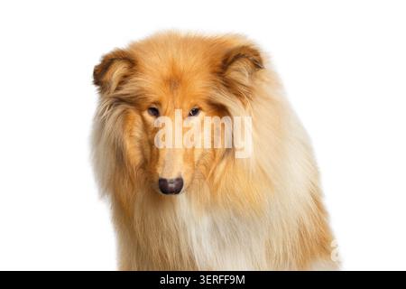 Portrait of Collie Dog Sad Looking at side on Isolated White Background Stock Photo