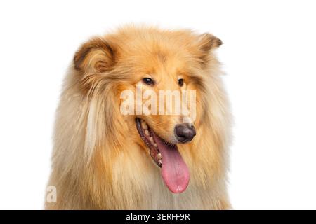 Portrait of Collie Dog on Isolated White Background Stock Photo