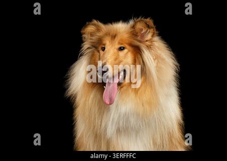 Portrait of Happy Collie Dog on Isolated Black Background Stock Photo