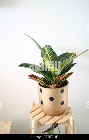 Plant in a pot on a wooden stool against a white wall Stock Photo