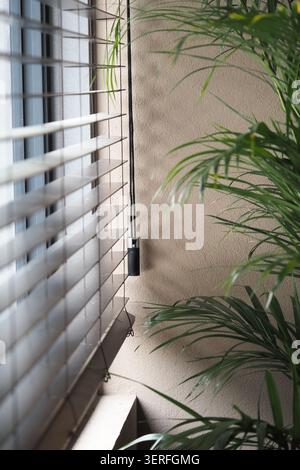 Sunlight coming through blinds in a room with a plant Stock Photo