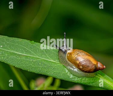 Close-up of Brown Garden Snail Crawling on Green Leaf in Natural Light Stock Photo