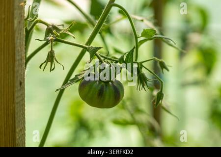 Single green tomato growing on vine. Unripe green tomato hangs from a vine with small leaves and stems beside a wooden stake in soft garden light. Stock Photo