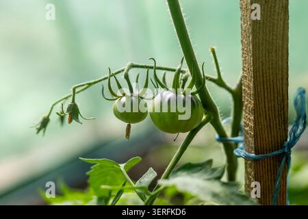 Green tomatoes growing on vine beside wooden stake. Unripe green tomatoes grow on a vine tied to a wooden support stake in soft garden light. Stock Photo
