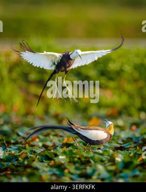Pheasant tailed jacana Hydrophasianus chirurgus fighting in breeding plumage Stock Photo