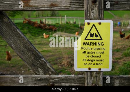 Field gateway entrance notice to warn (close-up, section broken-off). Free-range chickens beyond, foraging on grass - North Yorkshire, England, UK. Stock Photo