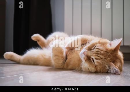 Ginger domestic cat sleeping comfortably on warm floor next to radiator Stock Photo