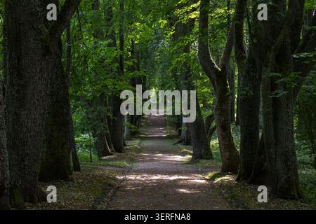 A sun-dappled park alley winds through tall dark trees and dense green foliage, creating a tranquil woodland trail perfect for walking, hiking or quie Stock Photo