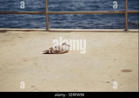 A juvenile seagull sits quietly on a sun-warmed concrete pier with a metal railing and blue ocean water in the background. Stock Photo