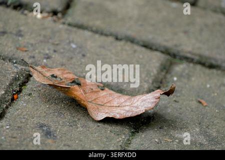 Close-up of a single dry brown leaf lying on a concrete pavement walkway Stock Photo