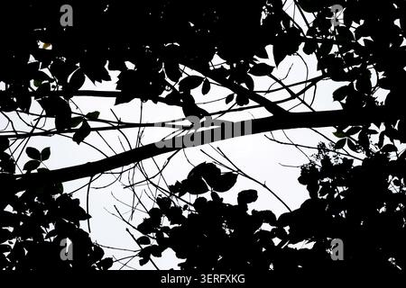 Low-angle shot of dark tree branches and leaves silhouettes against the sky Stock Photo