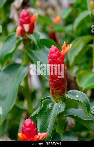 Close-up of a vibrant red button ginger flower or Costus woodsonii blooming in a tropical garden Stock Photo
