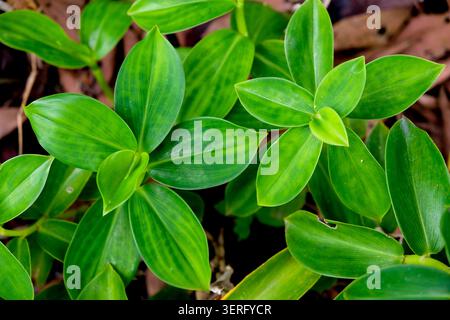 Close-up of red button ginger or Costus woodsonii leaves in a tropical garden Stock Photo