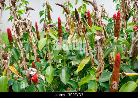 A cluster of red button ginger or Costus woodsonii plants showing fresh red blooms and withered brown flowers in a garden Stock Photo